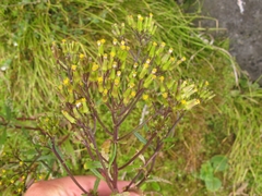 Senecio biserratus