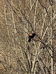 Agelaius phoeniceus