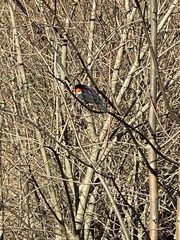 Agelaius phoeniceus