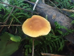 Cystoderma muscicola