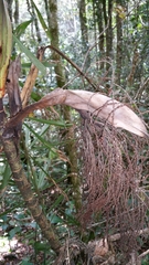 Dypsis nodifera