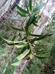 Podocarpus madagascariensis image