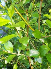 Salix phylicifolia