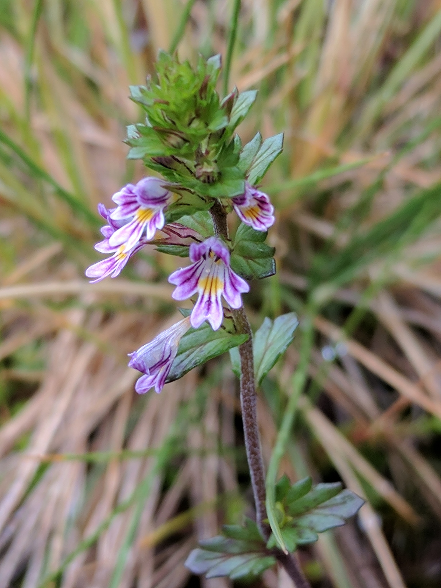 Euphrasia micrantha