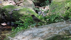 Catharus mexicanus