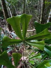Schefflera