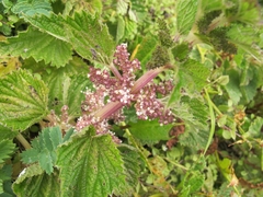 Urtica australis