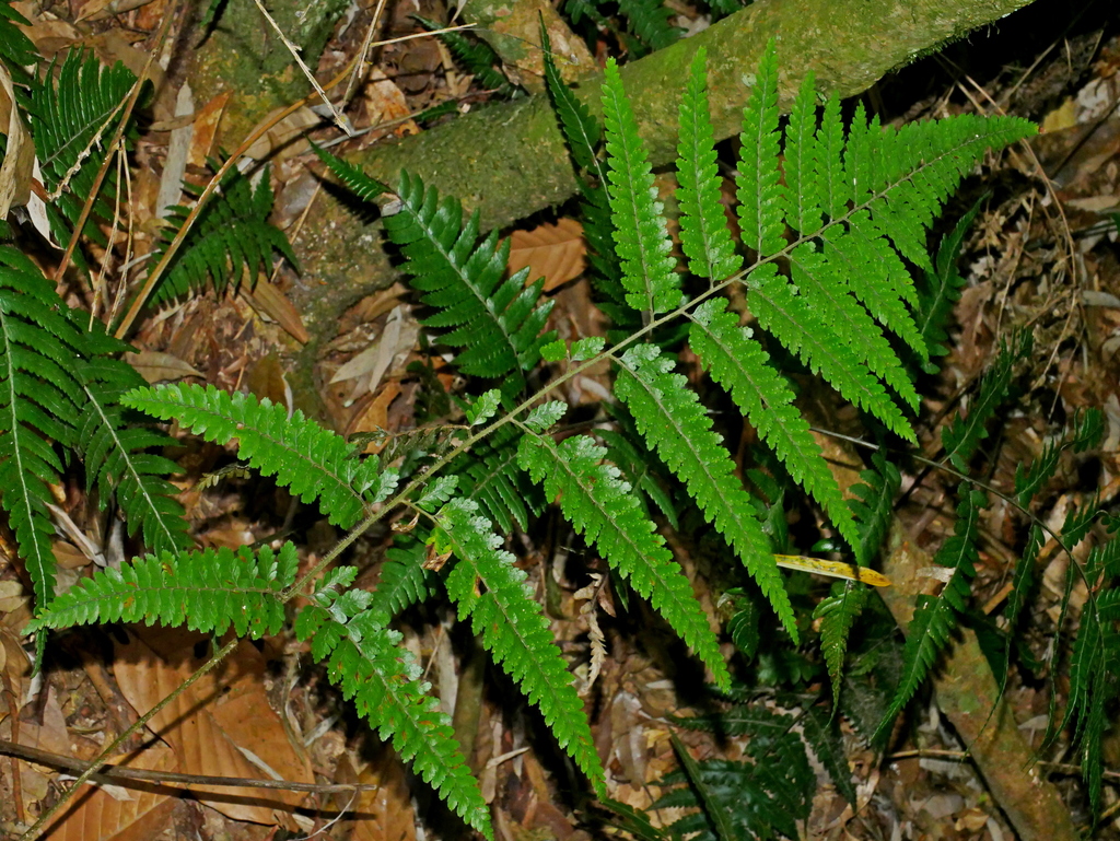 Microlepia trichosora (Microlepia trichosora)