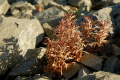 Epilobium pycnostachyum