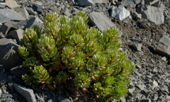 Epilobium pycnostachyum