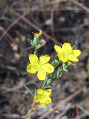 Hesperolinon breweri