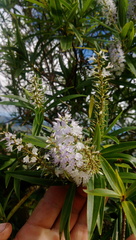Veronica flavida