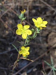 Hesperolinon breweri