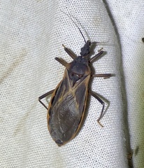 Triatoma rubida