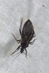 Triatoma rubida