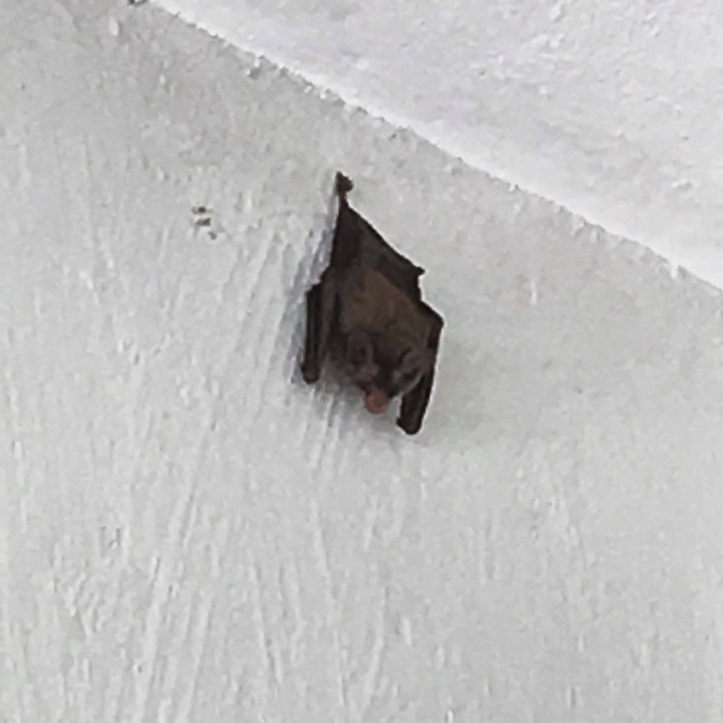 Big-eared Woolly Bat from Calle 20-A, Mérida, YUC, MX on June 1, 2021 ...