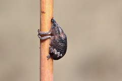 Oxyops fasciatus