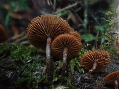Kuehneromyces brunneoalbescens