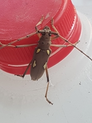 Eburia quadrigeminata