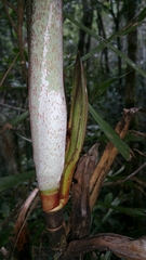 Dypsis nodifera