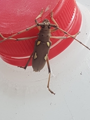 Eburia quadrigeminata