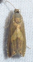 Dichrorampha simulana
