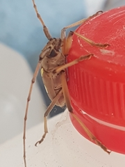 Eburia quadrigeminata