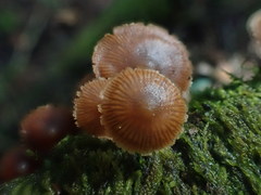 Kuehneromyces brunneoalbescens