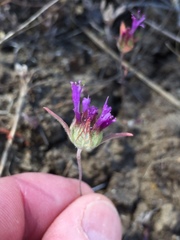Monardella douglasii