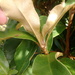 Olearia crebra - Photo (c) Marley Ford, algunos derechos reservados (CC BY-NC), subido por Marley Ford