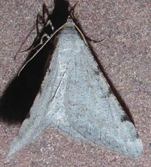 Digrammia denticulata