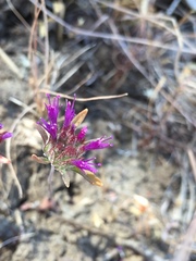 Monardella douglasii