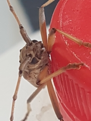 Eburia quadrigeminata