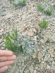 Eriogonum flavum flavum