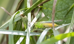 Conocephalus cognatus