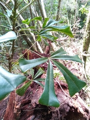 Schefflera