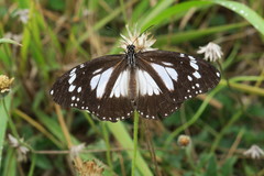 Danaus affinis affinis