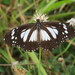 Black-and-white Tiger Butterfly - Photo (c) Enot Poluskuns, some rights reserved (CC BY-NC), uploaded by Enot Poluskuns