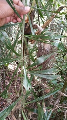 Dypsis nodifera