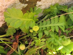 Leptinella potentillina