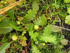 Leptinella potentillina