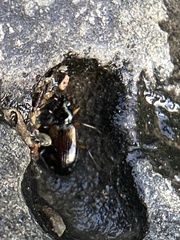 Bembidion transversale