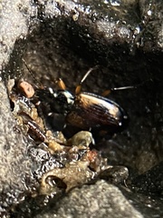 Bembidion transversale