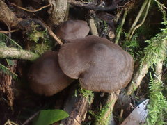 Entoloma conferendum