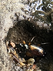 Bembidion transversale