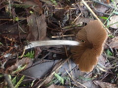 Entoloma conferendum