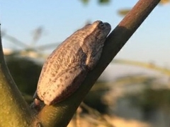 Hyperolius marmoratus