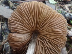 Entoloma conferendum