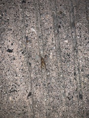 Gryllodes sigillatus