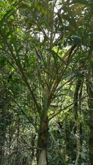 Dypsis nodifera